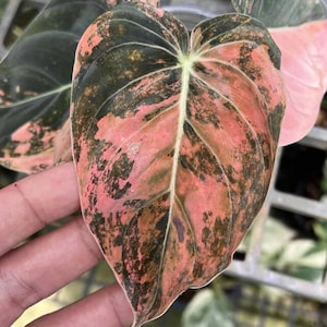 May include: A close-up of a heart-shaped leaf with a striking colour pattern. The leaf features a blend of pink, dark green, and brown hues. The veins are visible, and the leaf is held by a hand. The overall theme is botanical.