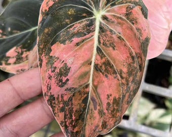 フィロデンドロン・メラノクリサム ピンクオレンジ斑入り植物 | 希少な
