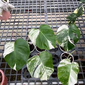 May include: Five potted plants with variegated leaves. The leaves are a mix of green and white, with some leaves having more white than green. The plants are sitting on a black metal grid.