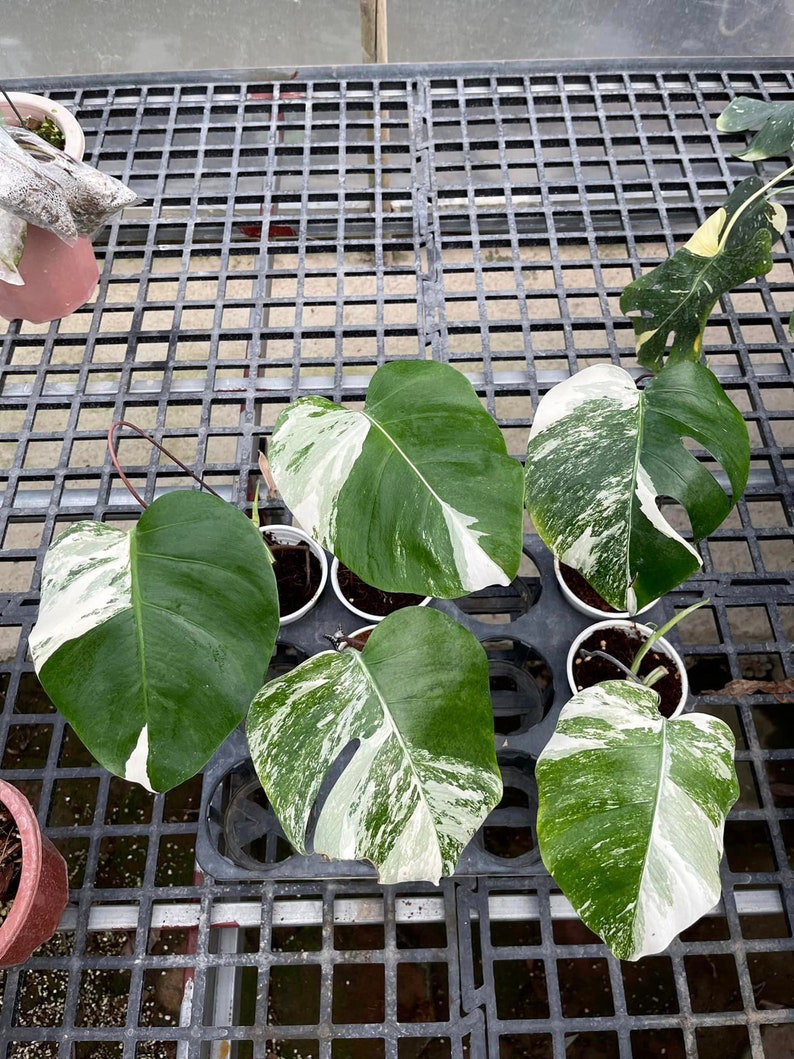 May include: Five potted plants with variegated leaves. The leaves are a mix of green and white, with some leaves having more white than green. The plants are sitting on a black metal grid.