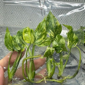 Electrolight driekleurige monstera bonte weefselcultuur - zeldzame ElectroLight King