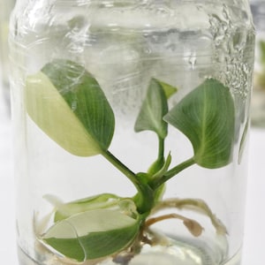 Philodendron Gloriosum Variegated Tissue Culture &quot;Type 1&quot; - High variegation Grower&#39;s choice (1 Plant/Glass Bottle, Bag) + care instructions
