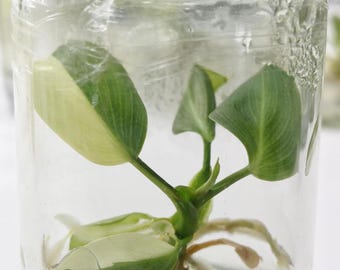 Philodendron Gloriosum Variegated Tissue Culture &quot;Type 1&quot; - High variegation Grower&#39;s choice (1 Plant/Glass Bottle, Bag) + care instructions
