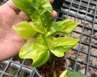 Philodendron Distantilobum Variegated Plant | RARE Well Variegated