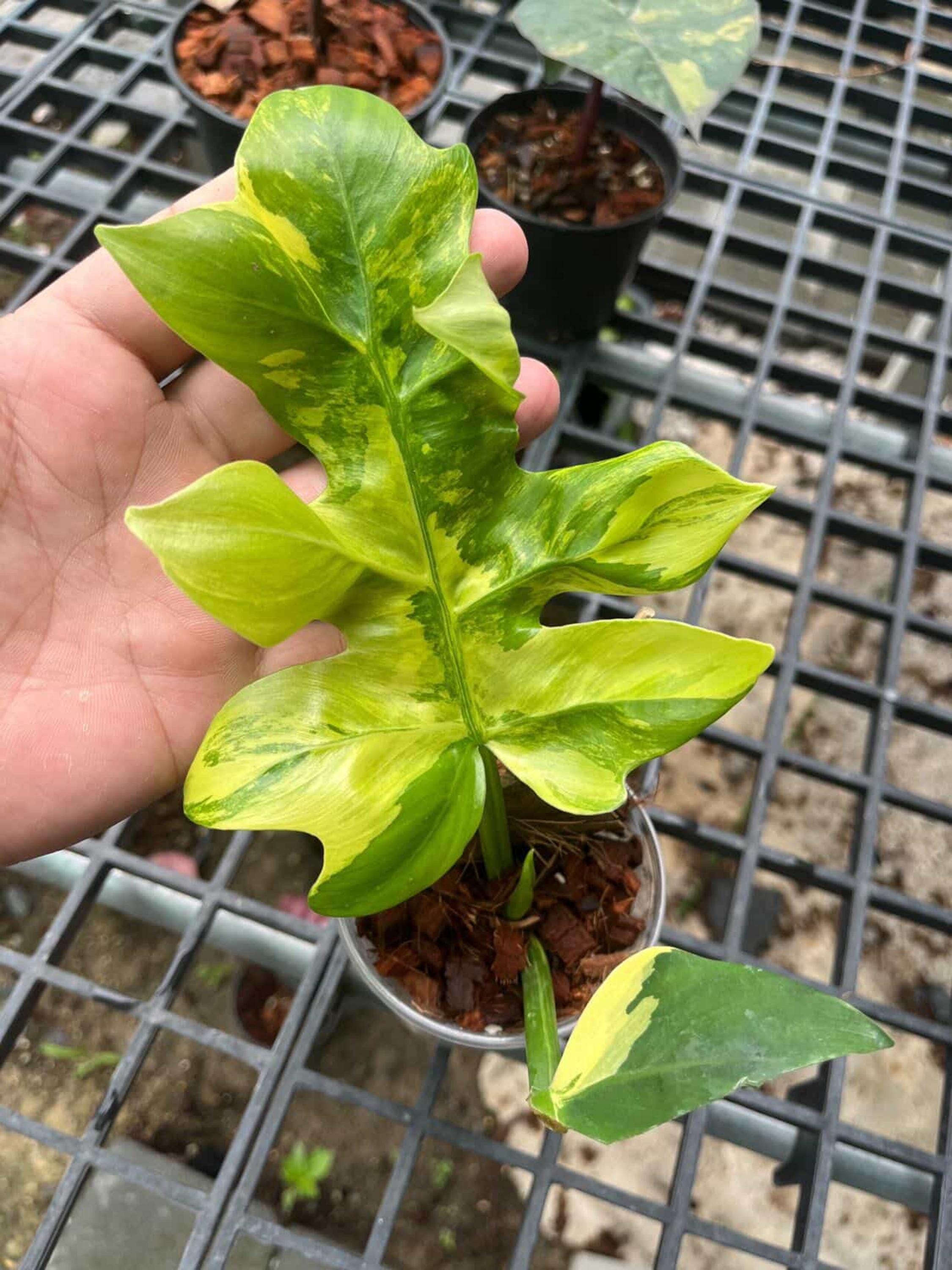 Philodendron Distantilobum Variegated Plant | RARE Well Variegated