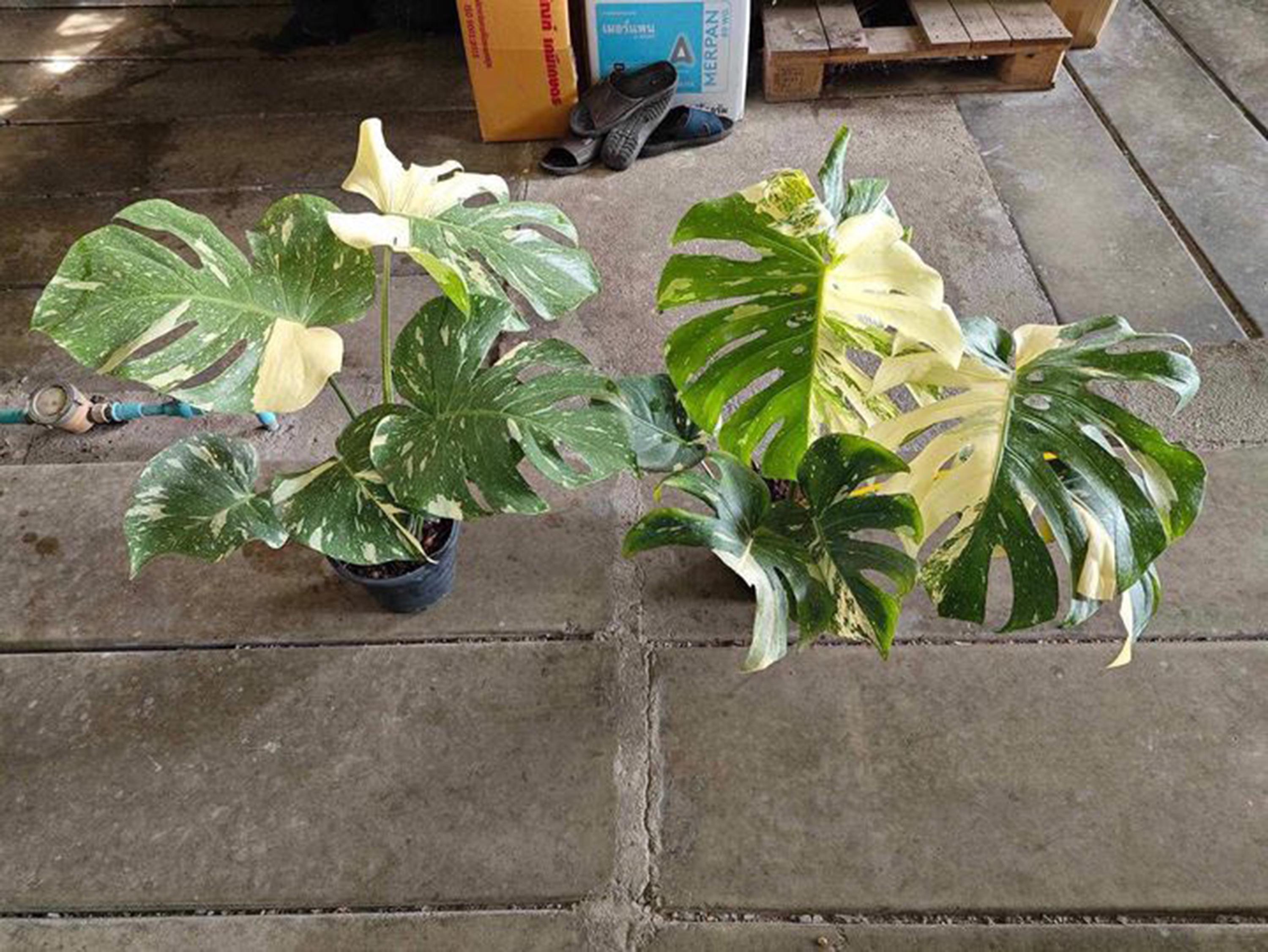 Monstera Thai Constellation Variegated Plant, 10" Pot - Etsy