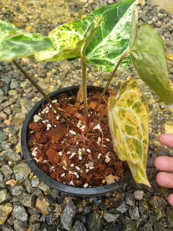 Anthurium Crystallinum Marble Variegated 6