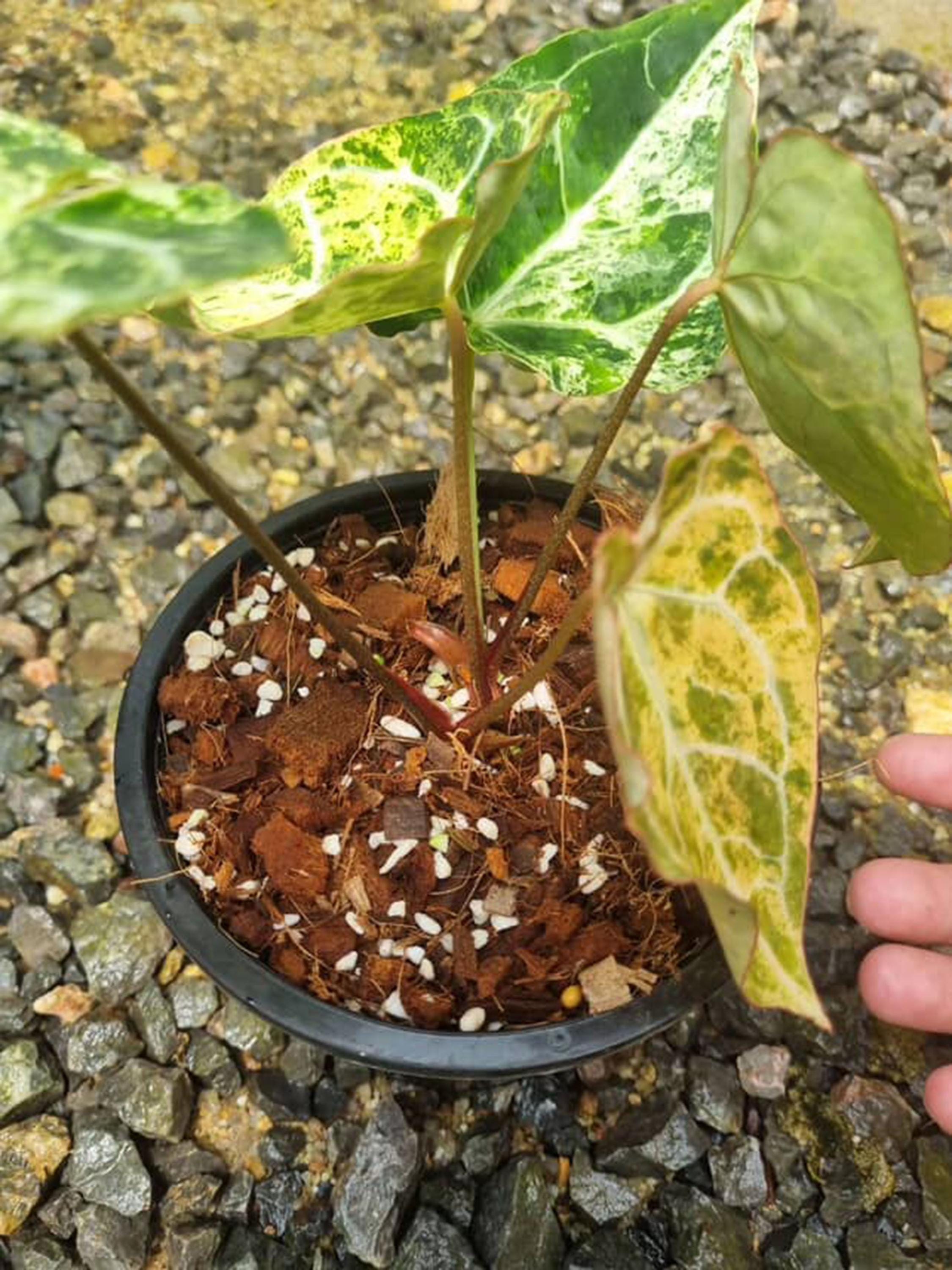 Anthurium Crystallinum Marble Variegated 6