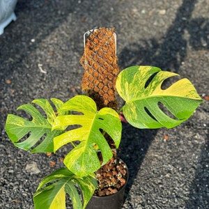 May include: A variegated Monstera plant with yellow and green leaves in a black pot. The plant is growing in a brown moss pole.