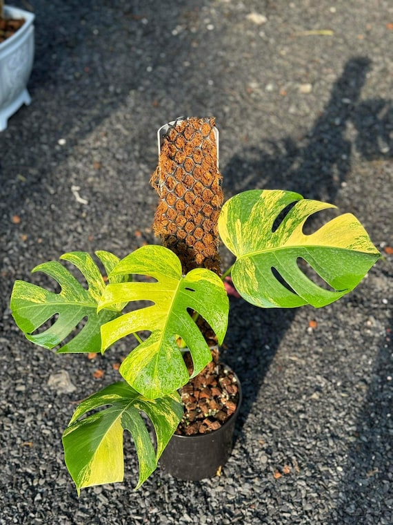 Bunte Monstera Aurea Marmorata Tricolor - eine seltene Pflanzenart - Etsy  sterreich