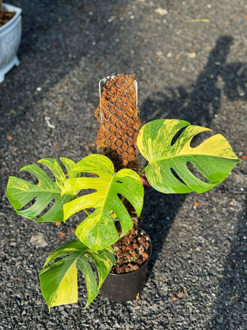 May include: A variegated Monstera plant with yellow and green leaves in a black pot. The plant is growing in a brown moss pole.
