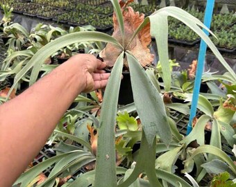 Platycerium Blue Marin, 4" pot