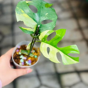 アロカシア・アマゾニカ ピンクアルボ | 4インチの斑入り植物 - Etsy 日本