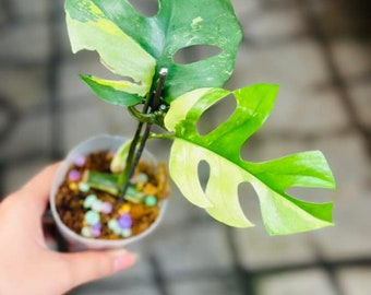 Rhaphidophora Tetrasperma Variegated | Mini monstera ginny variegated - 2-3  leaves