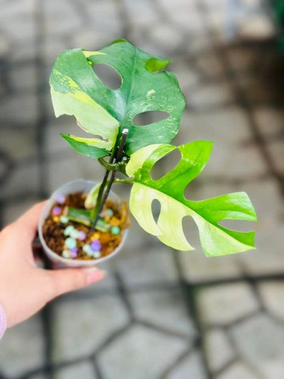 Rhaphidophora Tetrasperma Variegated | Mini Monstera Ginny Variegated - 2-3  Leaves - Etsy