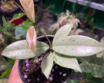 Hoya Pubicalyx Pink Silver Ghost Rare Plant, M Size - Etsy Canada