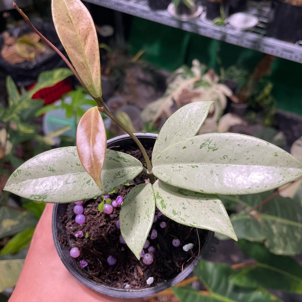 Hoya Pubicalyx Pink Silver Ghost rare plant, M size