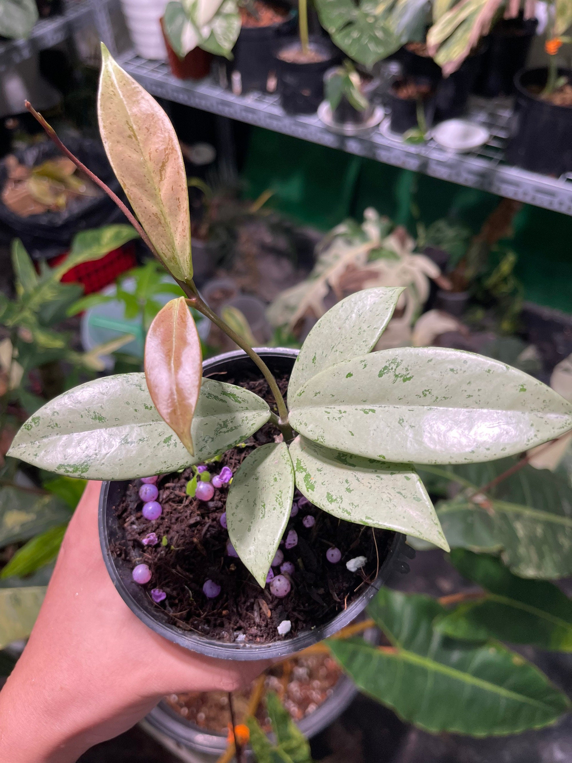 Hoya Pubicalyx Pink Silver Ghost Rare Plant, M Size - Etsy Hoya Pubicalyx Pink Silver Ghost Rare Plant, M Size - Etsy