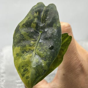 Alocasia Chantrieri ""Goldene"" Pflanze - Gewebekultur, seltene Gold-Multivariation