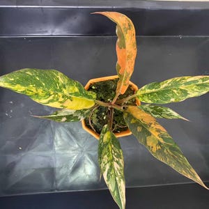 Filodendro Caramelo Mármol Abigarrado Tigre de Fuego, Planta de 4", Variegación abundante