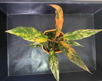 Philodendron Caramel Marble Variegated Fire Tiger 4" Plant, Well Variegation