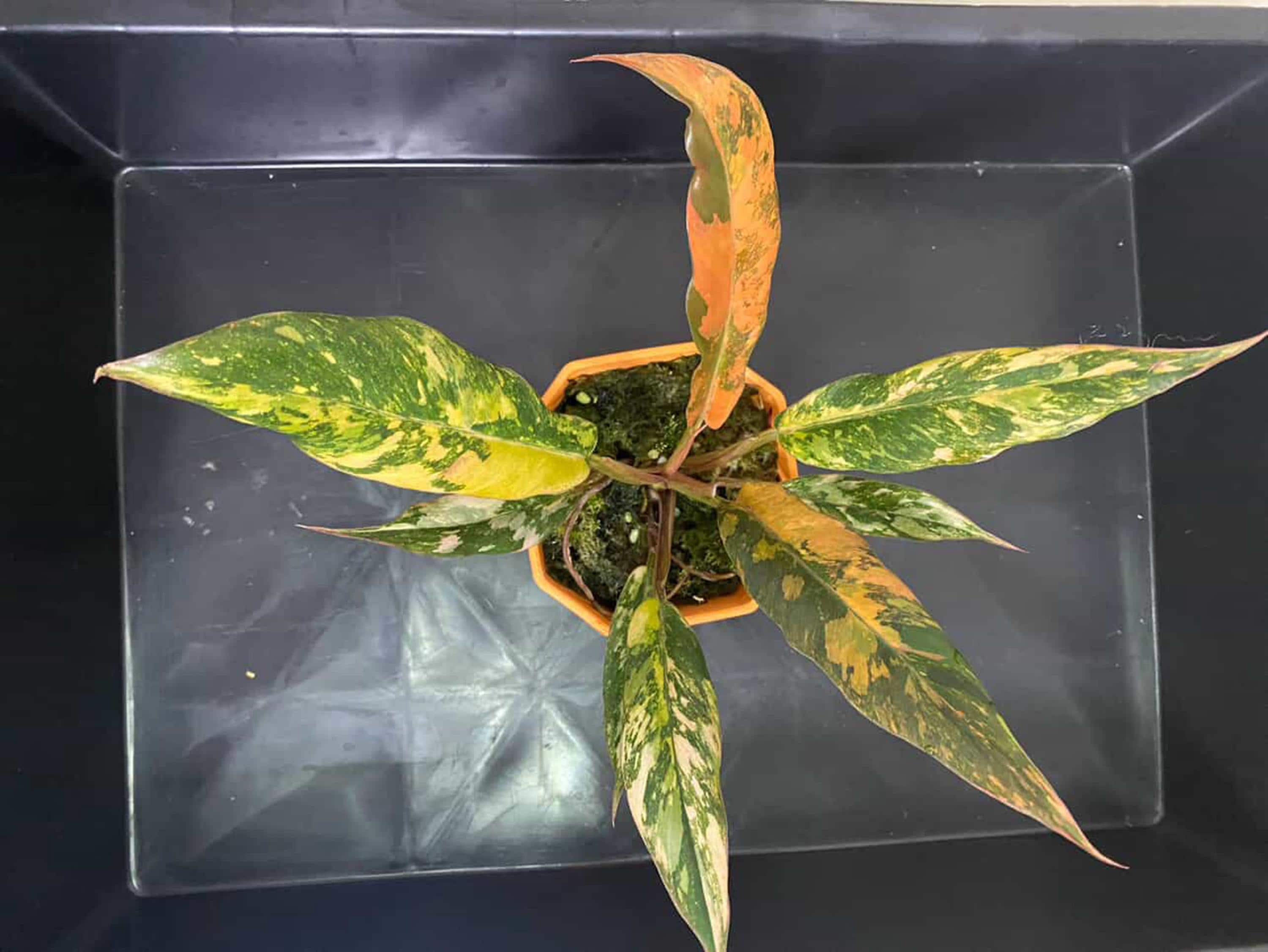 フィロデンドロン キャラメルマーブル 斑入り ファイアータイガー 4