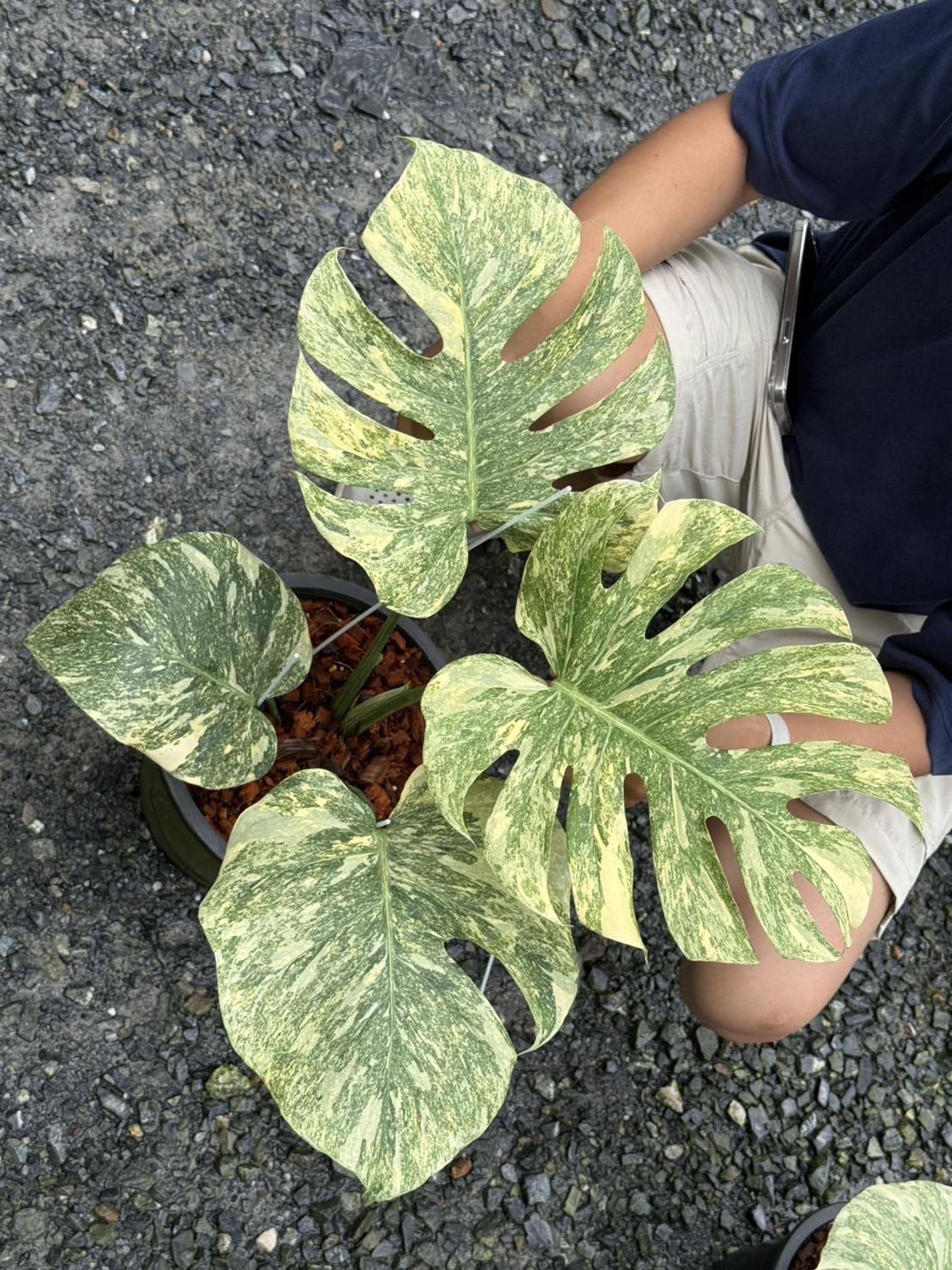 Variegated Legacy Monstera Deliciosa | 6