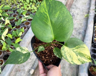 『SALE』Monstera Yellow Marilyn(TC) 【4-4】 Monstera deliciosa yellow Marilyn 4