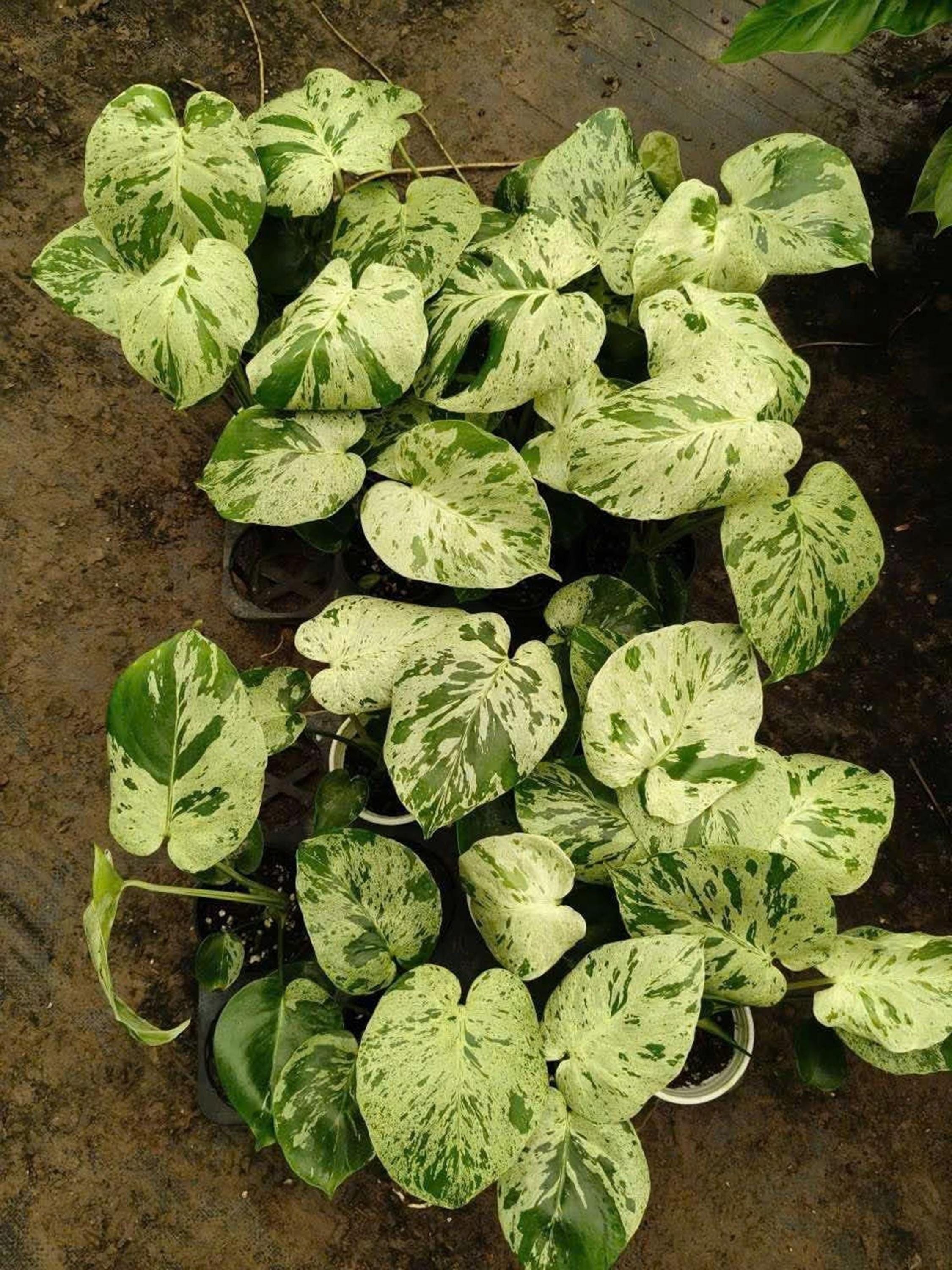 Variegated 