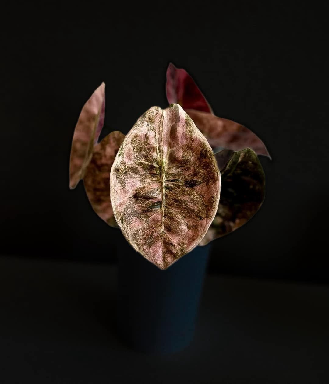 Alocasia Cuprea Pink Mint Variegated, Red Secret Pink Tissue