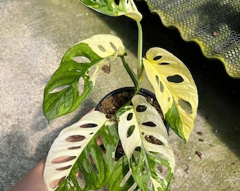 Monstera Adansonii Albo Variegated Japanese Tricolor - Etsy