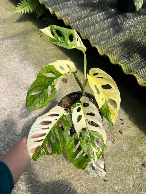 rubber tree species Hardy Rubber Tree