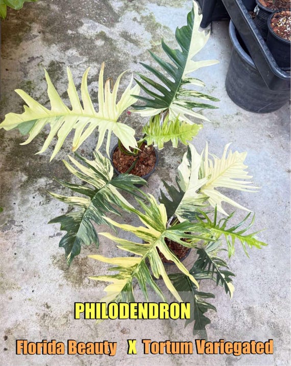 Philodendron Florida Beauty X Tortum Variegated 6