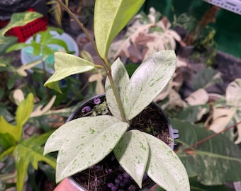 夏セール　珍種ホヤ　プビカリクス ピンクシルバーゴースト　サクララン　① Hoya pubicaly x Pink Silver Ghost⑤ / ホヤ プビカリクス