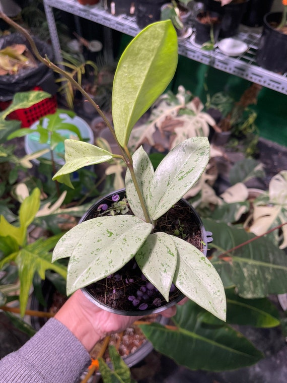 Hoya Pubicalyx Pink Silver Ghost Rare Plant, M Size - Etsy Hong Kong