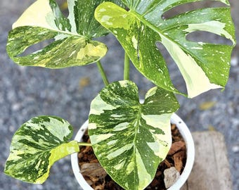 Variegated Monstera Deliciosa Miracle Tricolor Tissue Culture