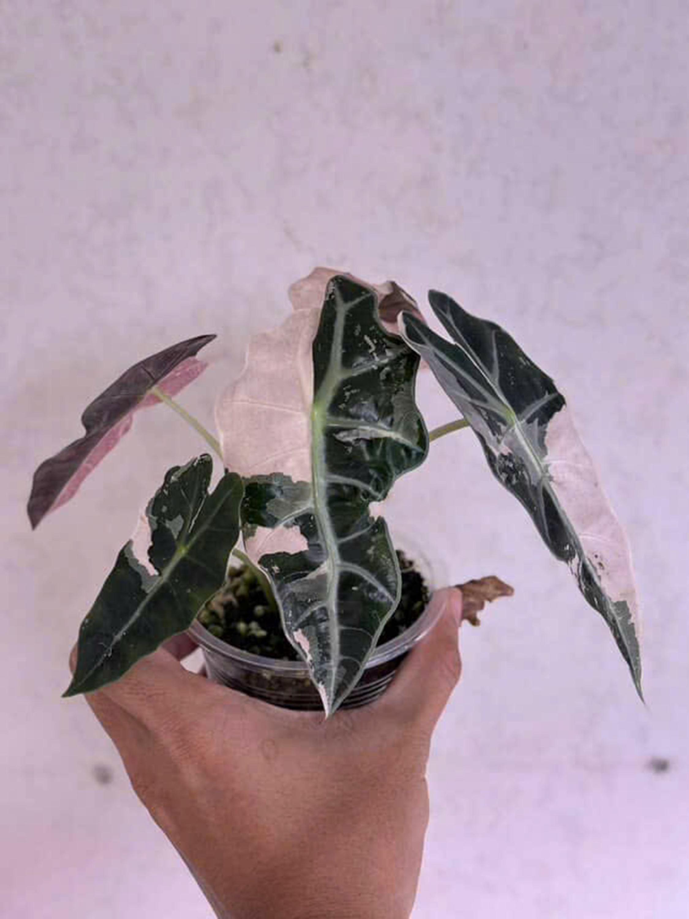 アロカシア・アマゾニカ ピンクアルボ | 4インチの斑入り植物 - Etsy 日本