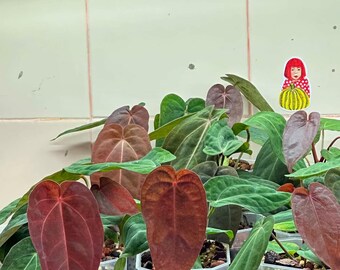 Anthurium michelle x bvep, Rare 6" pot