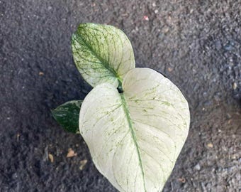Variegated Monstera Deliciosa White Monster Rare Plant, 4