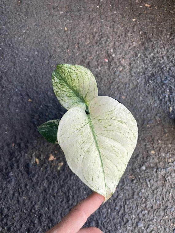 Variegated Monstera Deliciosa White Monster Rare Plant, 4