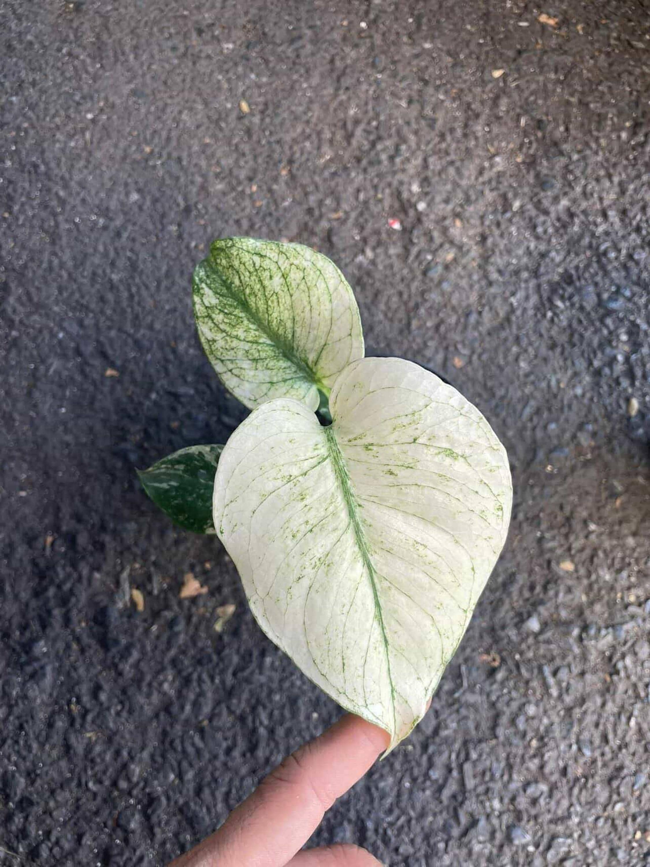 Variegated Monstera Deliciosa White Monster Rare Plant, 4