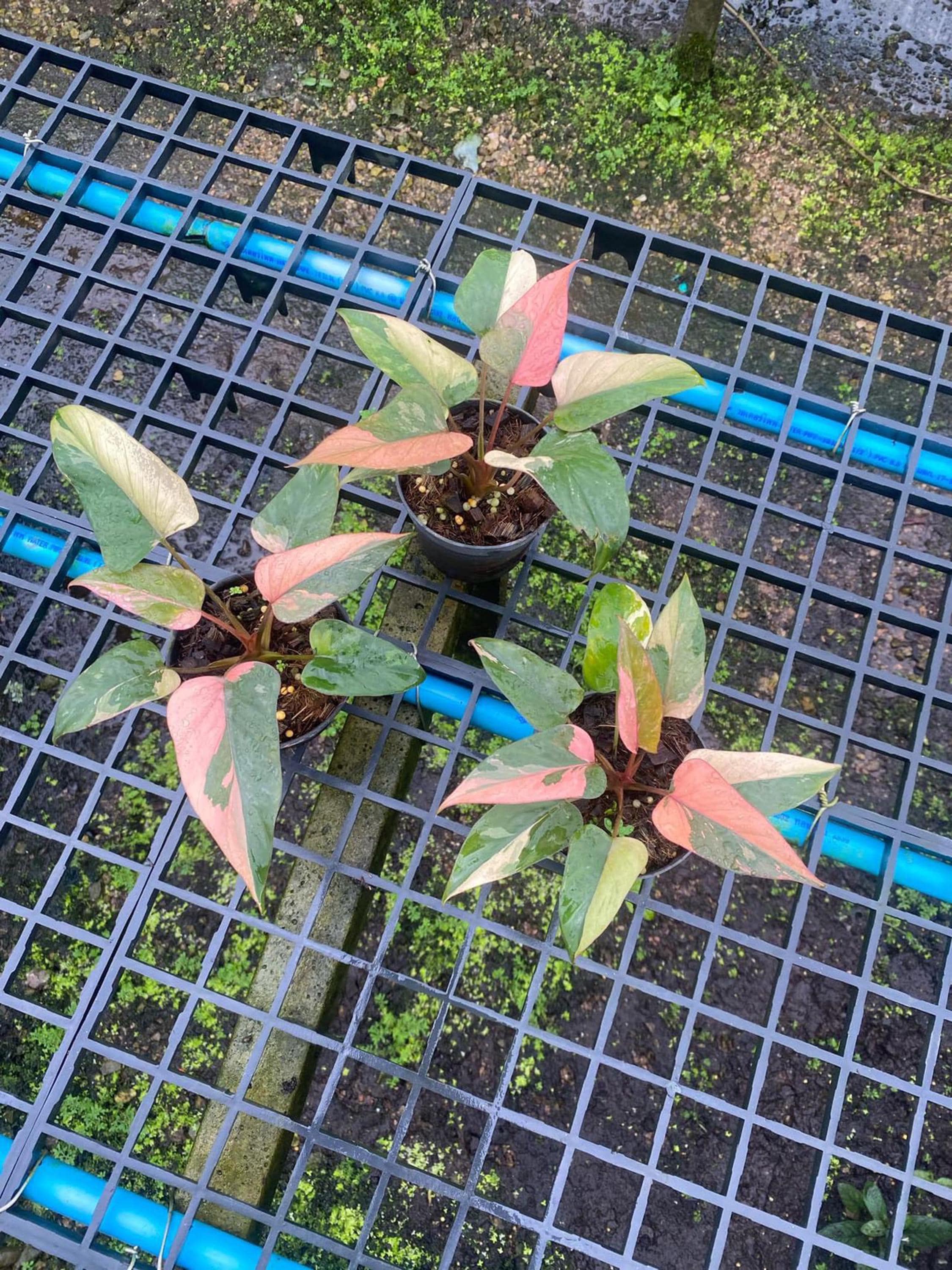 ホマロメナ ピンクダイヤモンド 斑入り 6インチポット 希少植物