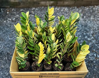 多彩な ZZ プラント、ザミオクルカス ザミイフォリア、珍しい屋内植物
