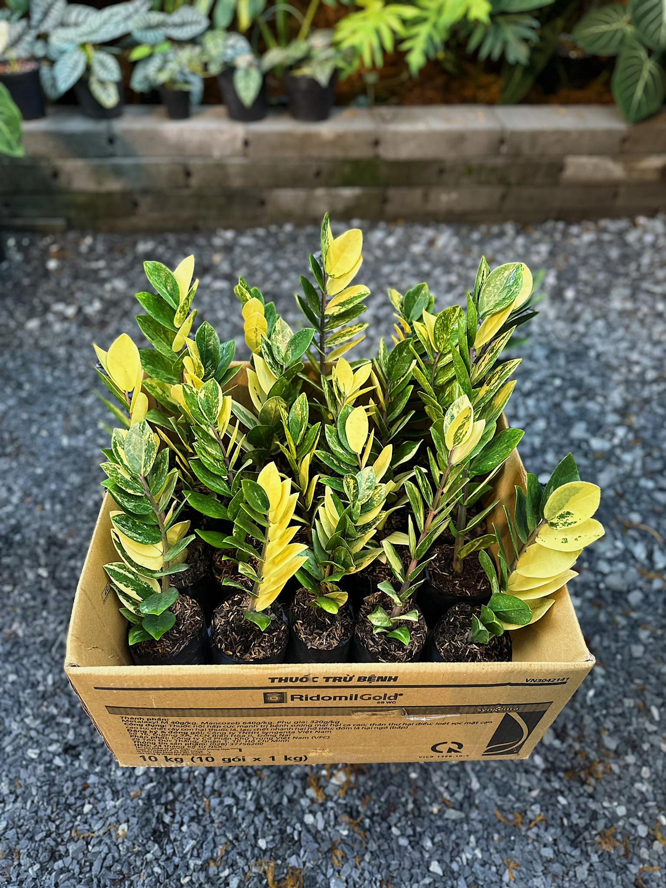 多彩な ZZ プラント、ザミオクルカス ザミイフォリア、珍しい屋内植物