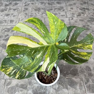 May include: A potted Monstera plant with large, variegated leaves. The leaves display a mix of green, yellow, and white, with a speckled pattern. The plant is in a white pot, set against a gray, textured surface.