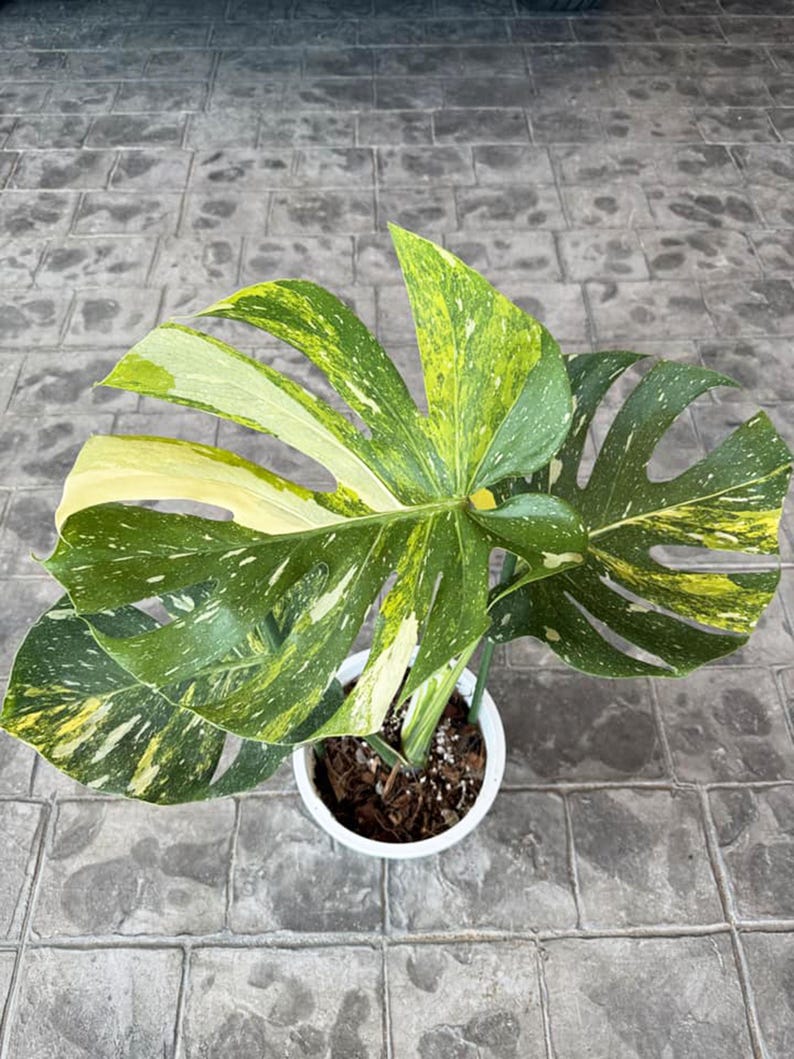 May include: A potted Monstera plant with large, variegated leaves. The leaves display a mix of green, yellow, and white, with a speckled pattern. The plant is in a white pot, set against a gray, textured surface.