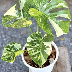 May include: A potted Monstera plant with large, variegated leaves in shades of green, white, and yellow. The plant is in a white pot filled with soil and sits on a wooden surface. The leaves have unique patterns and holes.