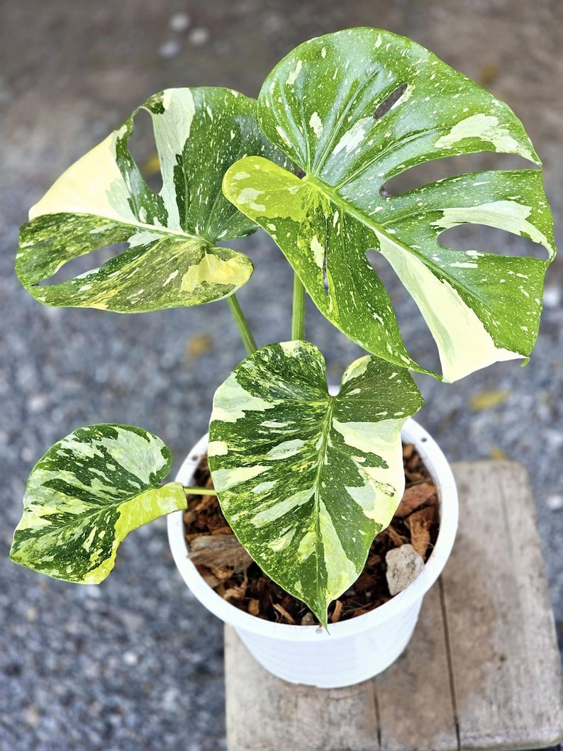 May include: A potted Monstera plant with large, variegated leaves in shades of green, white, and yellow. The plant is in a white pot filled with soil and sits on a wooden surface. The leaves have unique patterns and holes.