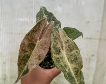 Alocasia Black Satun Stardust Pink Variegated, 4" pot well variegated