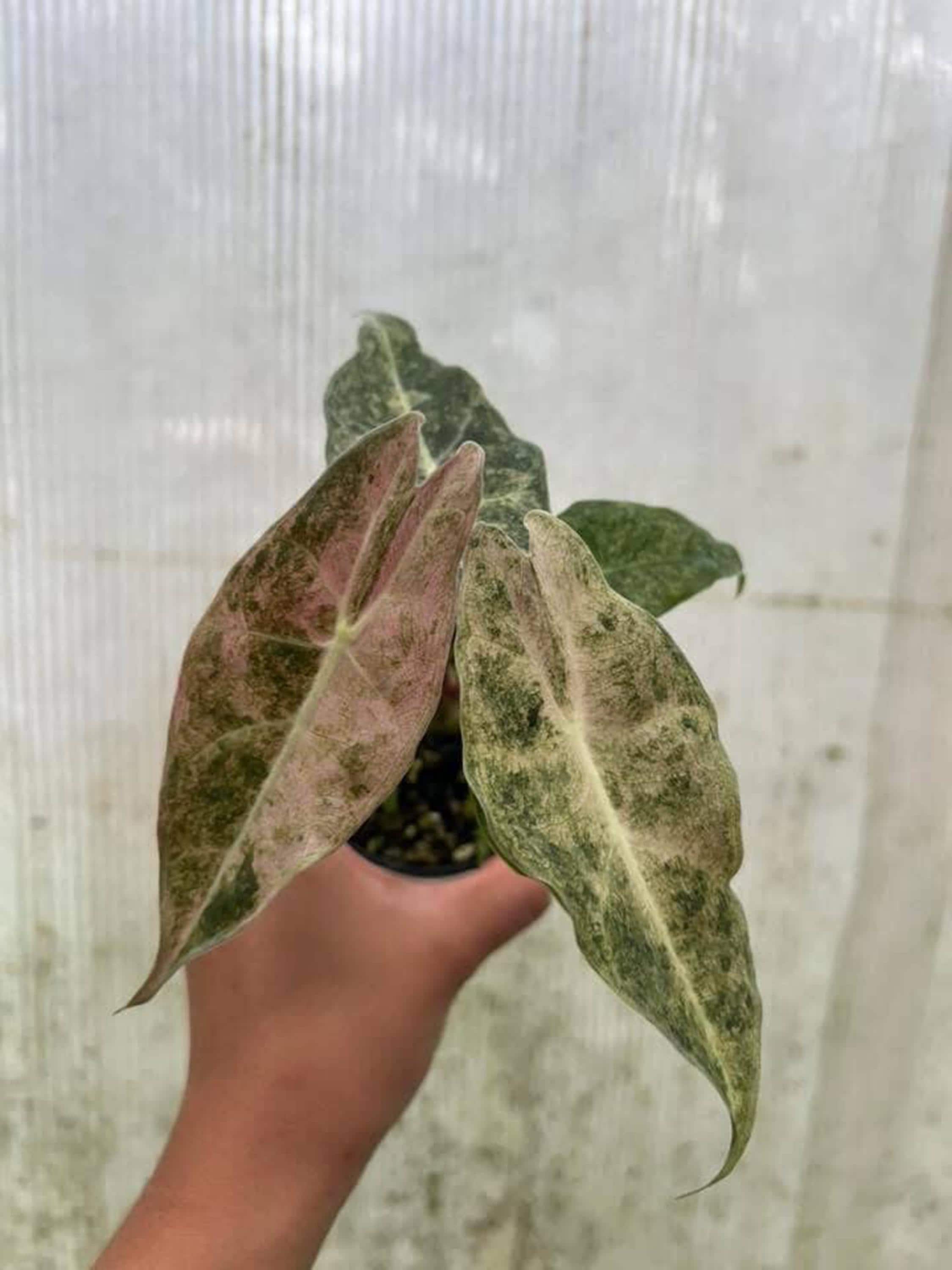 Alocasia chantrieri pink variegated - Etsy 日本